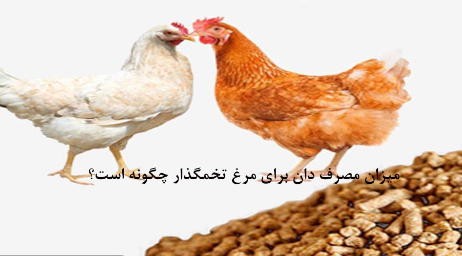 میزان مصرف دان مرغ تخمگذار