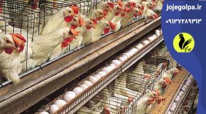 افزایش تخم گذاری مرغ با تحریک نوری